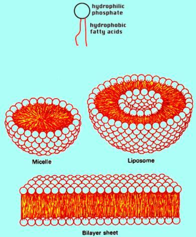 Fosfolipitler kuyruk kuyruğa bağlanırlar ve çift katlı hücre zarını oluştururlar.