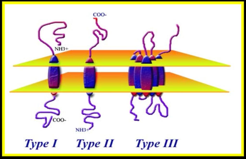 Transmembran proteinlerin