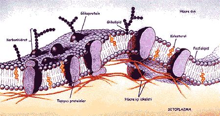Zar Lipidleri Biyolojik zarların