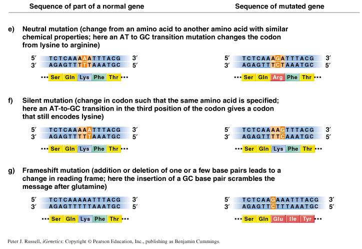 Okuma çerçevesindeki mutasyonlar Çerçeve kayması mutasyonu (Frameshift mutation): 3 ün katları olmaya delesyon veya insersiyon