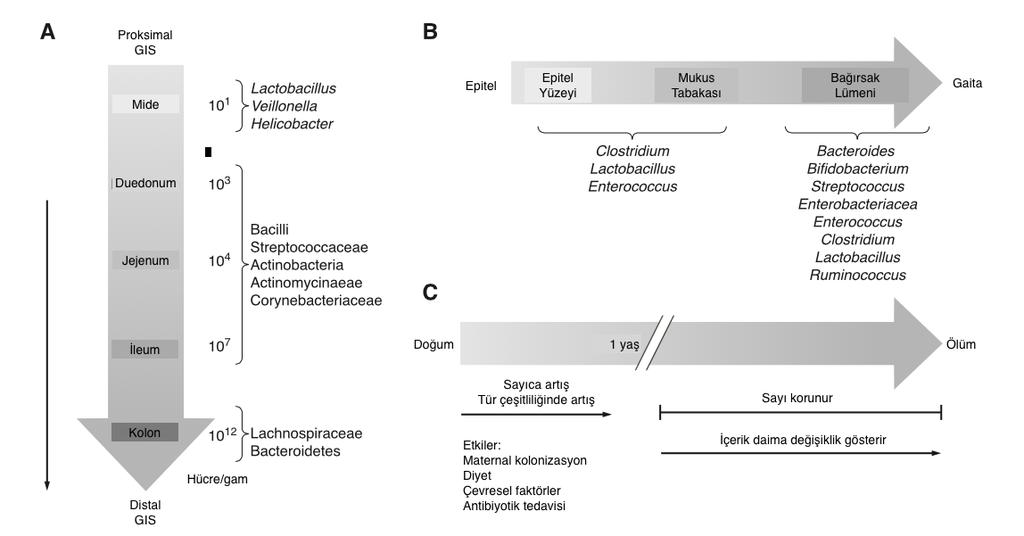 sahiptir. Kolonda ise yaklaşık olarak fekal materyalde 10 11-10 12 cfu/gr bakteri bulunmaktadır. Sağlıklı bir bireyde kolonda zorunlu anaerop bakteriler büyük çoğunluğu oluşturmaktadır [4].