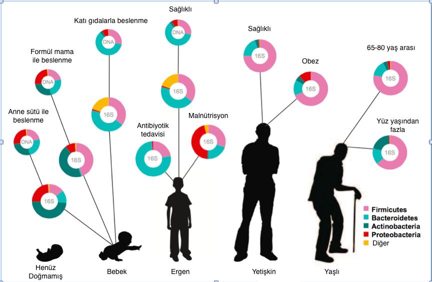 9 Şekil 2.3. Mikrobiyota içeriğinin yaşa göre değişimi [15] 2.2.4. Diyet Mikrobiyota ile diyet arasındaki ilişkiyi göstermek için yapılan çalışmalar oldukça fazladır.