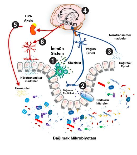 14 Şekil 2.5. Beyin-bağırsak-mikrobiyota aksisi.