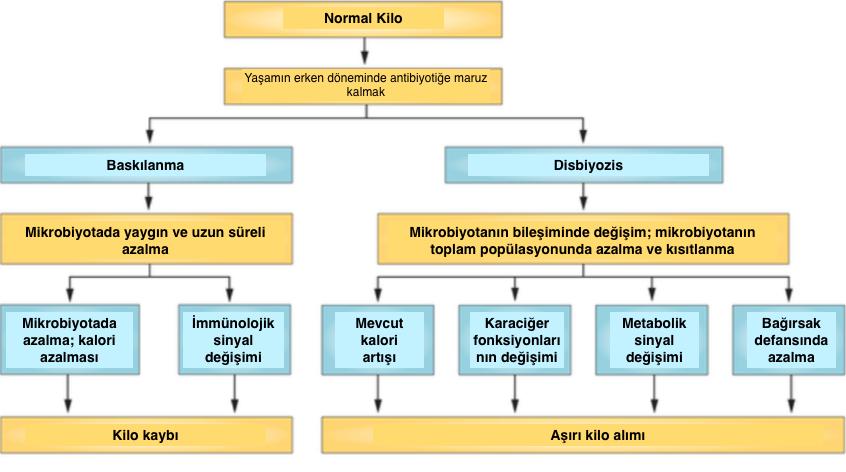 27 Ayrıca bu bebeklerin antibiyotik kullanımı ile beraber anneleri de kilolu ise normal kiloya sahip annelerin bebeklerine göre vücut kitle indeksleri daha yüksektir [65].