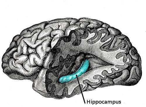 3 2. GENEL BĐLGĐLER 2.1. HĐPPOCAMPUS ANATOMĐSĐNE GENEL BAKIŞ 2.1.1. Tarihçe ve isimlendirmesi: Hippocampus ismi ilk kez 16.