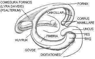 5 Hippocampusun makroskopik görümünde baş, gövde ve kuyruk kısmı olarak üç parçası vardır.