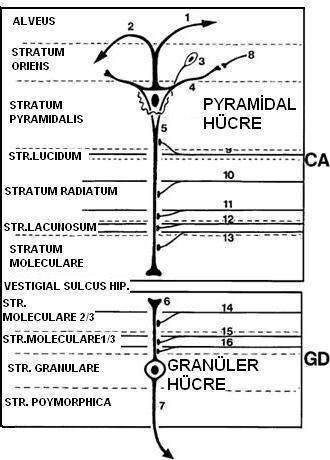 13 Şekil 11. Pyramidal ve granüler nöronların cornu ammonis (CA) ve gyrus dentatus (GD) tabakalarındaki yerleşimi ve akson dentrit dağılımı.