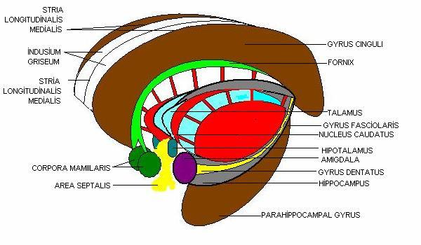 20 2.5. LĐMBĐK SĐSTEM VE HĐPPOCAMPUS UN ROLÜ Limbik lob; gyrus cinguli, gyrus fasciolaris, gyrus parahippocampalis, hippocampus, area septalis (area subcallosa), ve gyrus dentatus'tan oluşur.