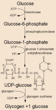 Glikojen sentezi (Glikojenez) Glikozun fazlası glikojen olarak depolanır G-6-fosfata fosforilasyon