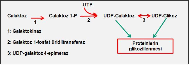 Glikoz 6-fosfat Glikoz 1-fosfat dönüşümü gerçekleşemez ve UDP-glikoz oluşamaz. Böylece yeni sentezlenen proteinlerde endoplazmik retikulumda N-glikozilasyon yapılamaz.