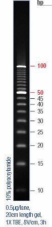 Denatüre Polakrilamid Jel Elektroforezi İçin Kullanılan Markör GeneRuler 100bp DNA Ladder Plus (FERMENTAS) The ladder is composed of fourteen chromatographypurified individual DNA fragments (in base