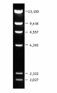 Agaroz Jel Elektroforezinde Kullanılan Markör Lambda DNA/Hind III Markers (FERMENTAS) Description Lambda DNA (ci857 Sam 7)/Hind III Markers are prepared by digesting Lambda DNA with Hind III,