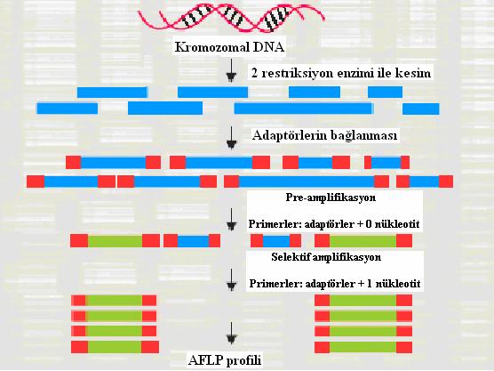 Şekil 2.3 AFLP tekniğinin çalışma prensipi Janssen ve ark.ları (1996) bakteriyel genomda AFLP analizinin öncüleridir.