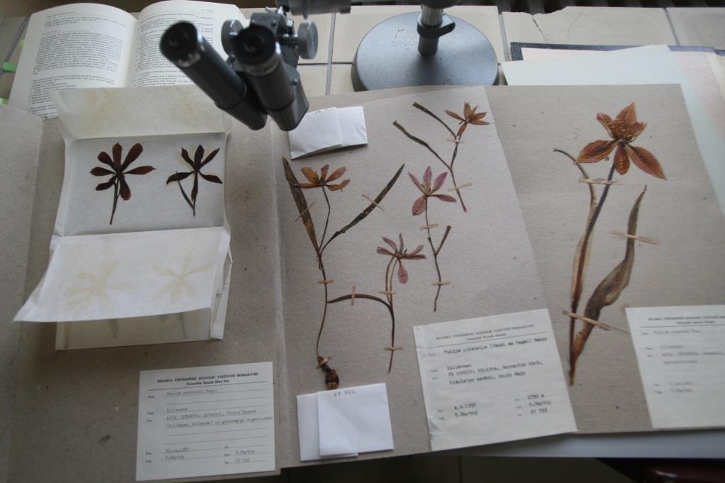 Herbaryum Herbaryum, bitkiler ile yapılan tüm bilimsel çalışmalara kaynak oluşturan kurutulmuş bitki koleksiyonudur.