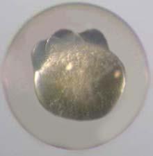 a) Zigot, b) 1 hücreli blastodisk, c) 2 hücreli blastodisk, d) 4
