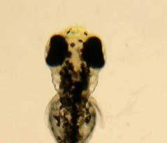 * f) Yüzen larva periyodu (72-120 saat): Larvalar