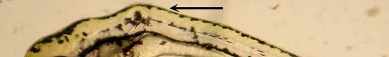66 Koryondan çıktıktan sonra (larva safhasında) gözlenen morfolojik anormallikler ise
