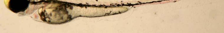 16b) şeklindedir. Şekil 4.9. 96 saatlik normal Zebra balığı larvaları Şekil 4.10.