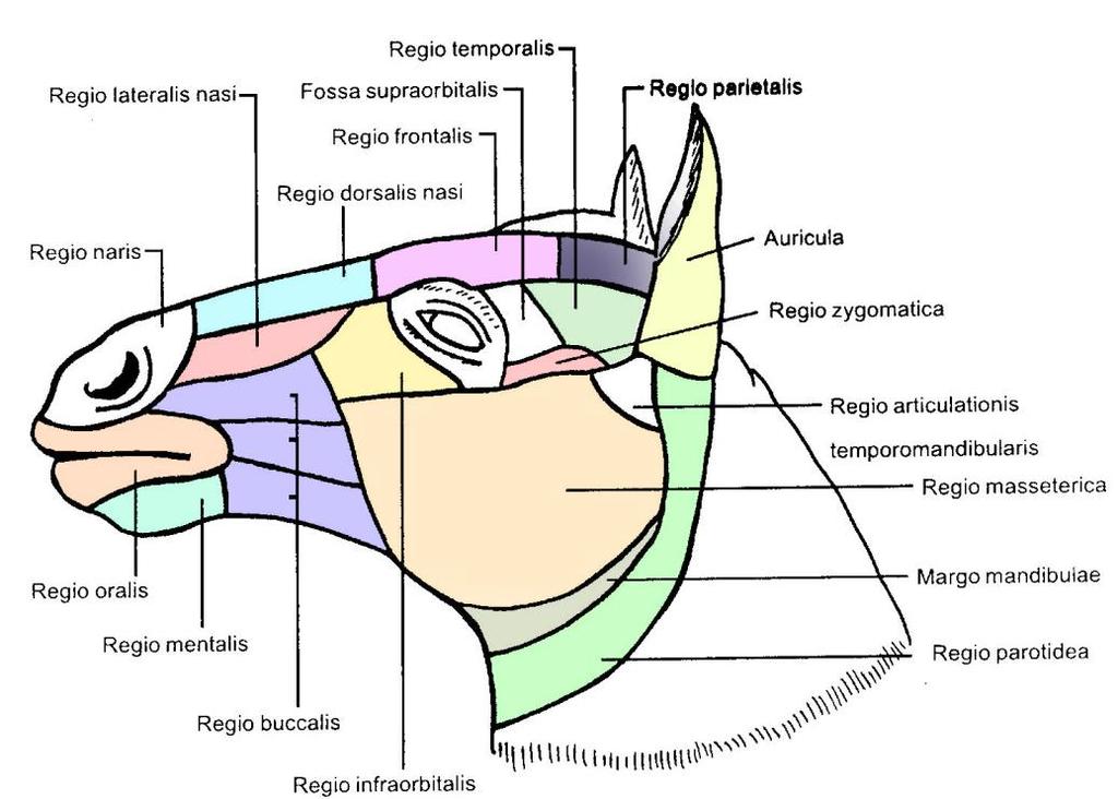 REGİONES FACİEİ ( YÜZ BÖLGELERİ) a) Regio nasalis i. Regio dorsalis nasi ii. Regio lateralis nasi iii. Regio naris b) Regio oralis i.