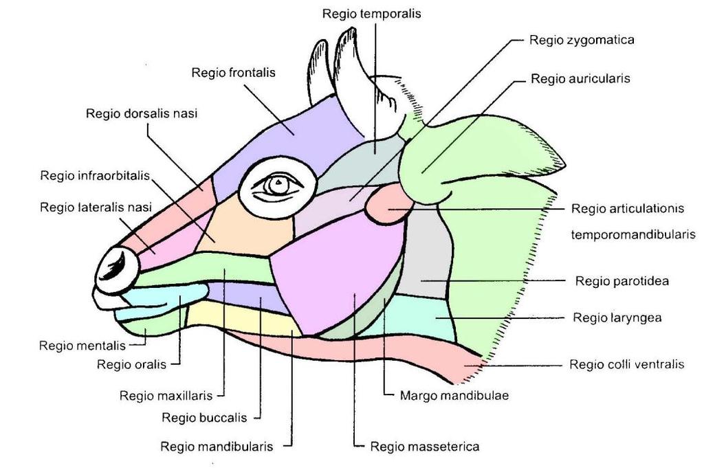 Regio palpebralis inferior e) Regio zygomatica f) Regio infraorbitalis g) Regio articulatio temporomandibularis h) Regio masseterica