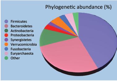 Mikrobiota Erişkin insan barsağının 1000 türden fazla, 10 14 bakteri ihtiva ettiği En önemli kısmını Bacteroides (gr -) ve