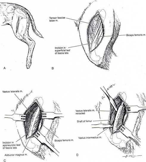 18 Şekil 2.1. Femur un diyafizine operatif yaklaşım (Piermattei ve Johnson, 2004). 2.2.4.2. Femur un Distaline Operatif Yaklaşım Patella ve lateral trochlea nın palpasyonundan sonra, parapatellar olarak eğri deri ensizyonu gerçekleştirildi.