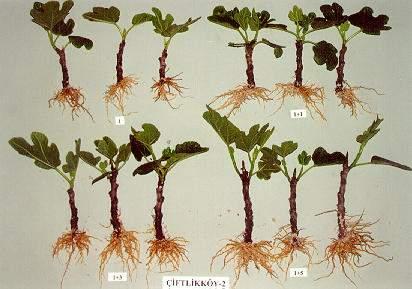 Çizelge 1. Tipxçelik interaksiyonunun köklenme oranı, kök sayısı ve kök uzunluğuna etkisi. Köklenme oranı Çelik tipi 1 1+1 1+3 1+5 Ortalama İncir tipi Ç 1 100.00 100.00 100.00 100.00 100.00 Ç 2 100.