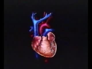 Kalp Fonksiyonları Kan basıncını oluşturur Kan sirkülasyonunu yönlendirir Kanın tek yönlü akışını sağlar Kalp, sistemik ve pulmoner dolaşımı birbirinden