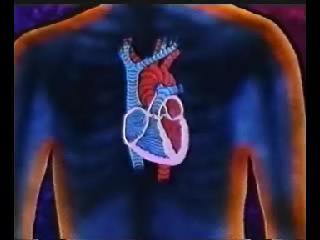 Kalbin ileti sistemi Kalp kasında uyarıların başlatıldığı ve iletildiği özel bir sistem vardır. Bu sisteme kalbin uyarı ve ileti sistemi denir.