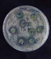 Bazı test mikroorganizmalarına karşı