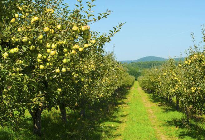 Elma bahçeleri oluşturma Proje amacı: Almatı