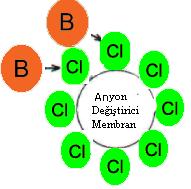 yüklü katyon değiştirici membran içinden, anyonlar da pozitif yüklü anyon değiştirici membran içinden kolaylıkla taşınırlar.
