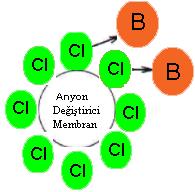 Şekil 1. 4. III. Basamak; Donnan potansiyeli etkisi ile anyonun membrandan ayrılarak alıcı tarafa geçmesi. Bu sırada Cl - iyonları da besleme çözeltisi tarafına geçer.
