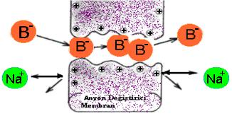 İyon Değiştirici Membranlar İyonların taşınma işleminde, potansiyel etkisinden başka derişim, ph, çözelti yapısı, iyon difüzyonu, membran yapısı gibi etkenler söz konusudur.