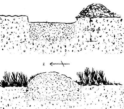 Normal olarak ocaklar arazi düzeyinde işlenir. Kurak ve sıcak yerlerde, çakıllı ve geçirgen topraklarda, ocaktaki toprak seviyesini 15-20 cm daha derin tutmak, toprak nemi bakımından uygun olur.