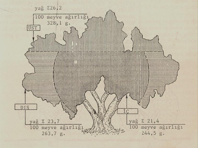 Budamada Dallar ve Dalların Konumu Şekil 5: Zeytin ağacı