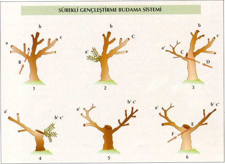 Budamanin Amaci Zeytin Agacinda Budama Islemi Su Amaclar Icin Yapilir Pdf Ucretsiz Indirin