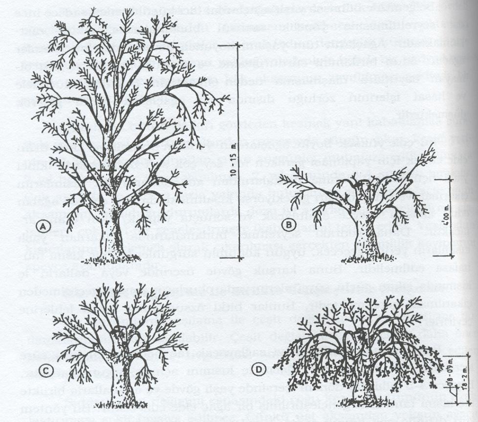 Büyük Hacimli Ağaçlarda Gençleştirme Budaması Şekil 11: Yüksek boylu zeytin ağaçlarının gençleştirilmesinde budama safhaları A.