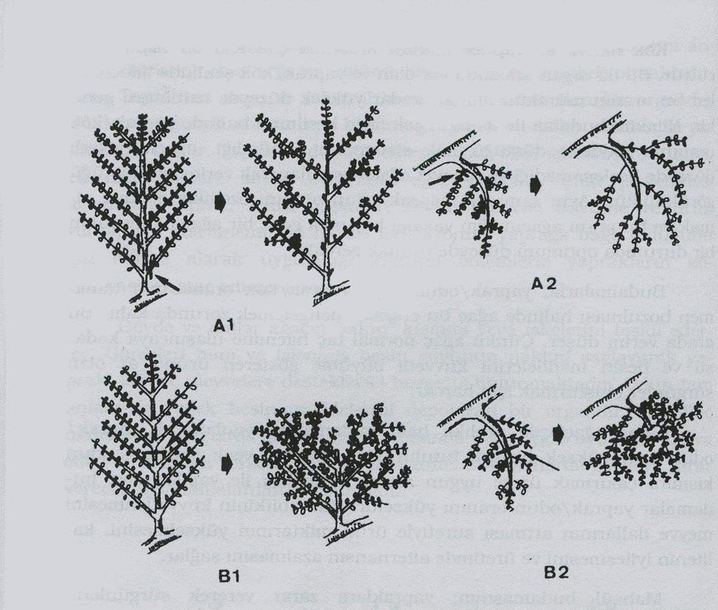 Seyreltme ve Uç Alma Budamaları Şekil 3.