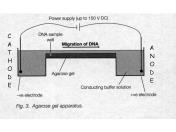8) 50 V civarında akım geçirilir. Akım miktarı fragmentlerin boyutuna bağlı olarak değiştirilebilir. nükleik asitler jel boyunca hareket ederler.