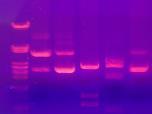 Böylece agaroz jel elektroforezinde DNA fragmentleri boyutlarına göre ayrılırlar. 9) Sürenin sonunda jel UV (300 nm) ışık altında standartlarla karşılaştırılarak fragmentlerin boyutları belirlenir.