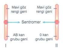 MİTOZ VE EŞEYSİZ ÜREME I. Kromozomlar Kromozomlar, hücre bölünmesi sırasında kromatin ipliğin kısalıp kalınlaşması sonucu meydana gelen yapılardır.