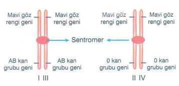 Canlıların özelliklerini belirleyen genler, kromozomlar üzerinde bulunur. Her canlı türü kendine özgü kromozom sayısına sahiptir.