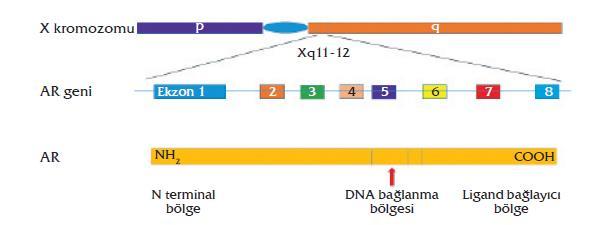 sitoplazmadan nükleusa geçen reseptörlerdir (Lu vd., 2006). AR geni Xq12 kromozomunda klonlanan bir gendir (Brown CJ, 1989). Androjenler biyolojik fonksiyonlarını AR üzerinden yapmaktadırlar.