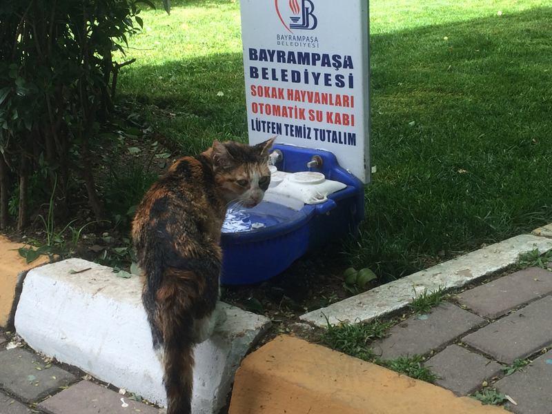 Kedi Evleri: Kedi evleri, parkların içerisinde, kedilerin rahatlıkla giriş çıkış yapabileceği, soğuk, yağmurdan korunabileceği, su içebileceği, yemek yiyebileceği şekilde tasarlanmış bir çalışmadır.