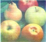 /adet) elmalar ince kabuklu, sert etlidir. Güneş gören kabuk kırmızı renkte, diğer kısımlar yeşil tonlarındadır. Depolamaya dayanıklı olan bu türün meyve eti hafif yeşil, gevrek ve suludur.