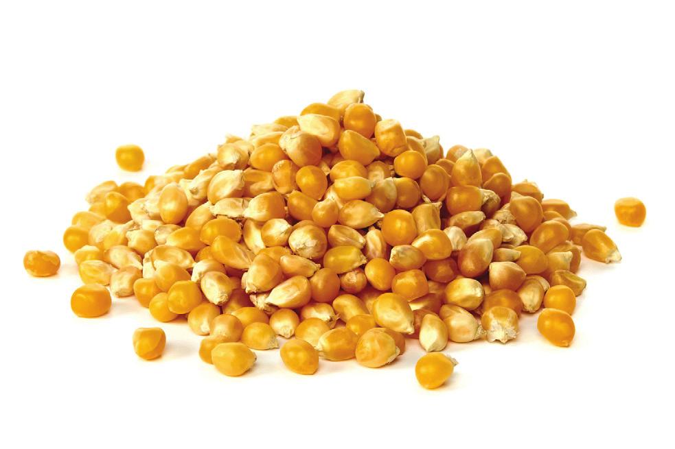 Roasted Spicy Corn Rich in protein, calcium, iron, phosphorus vitamin A and B2.