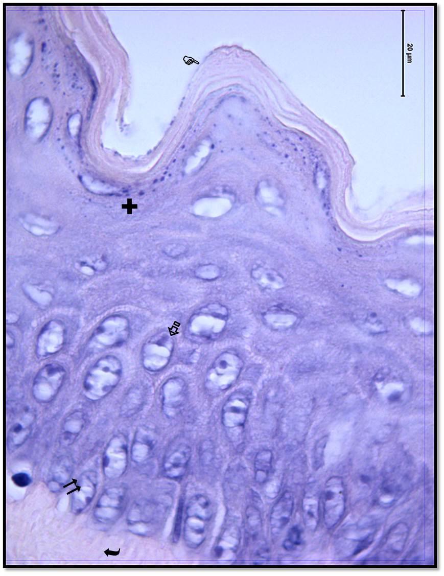 38 Resim 4.3. Kontrol grubu serviks dokusuna ait Hematoksilen Eozin ile boyanmış kesitlerin büyük büyültmeli görüntülerinde; :Epitel Bazal Katman Hücreleri