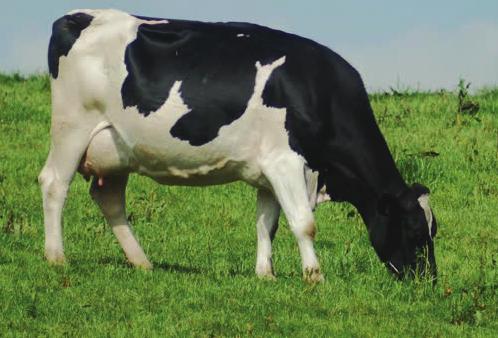 4.Dönem (Kuru Dönem ) : Buzağılamadan 68 hafta önce laktasyondaki inekler kuruya çıkarılır. Bu dönem yapılacak yanlış besleme ineğin buzağılamasından sonra ortaya çıkacak sorunlara yol açar.