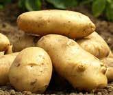 Türe özgü aroma ve lezzet kazandırır. Patates tarımı üzerine etkileri %40-70 verim artışı sağlar.